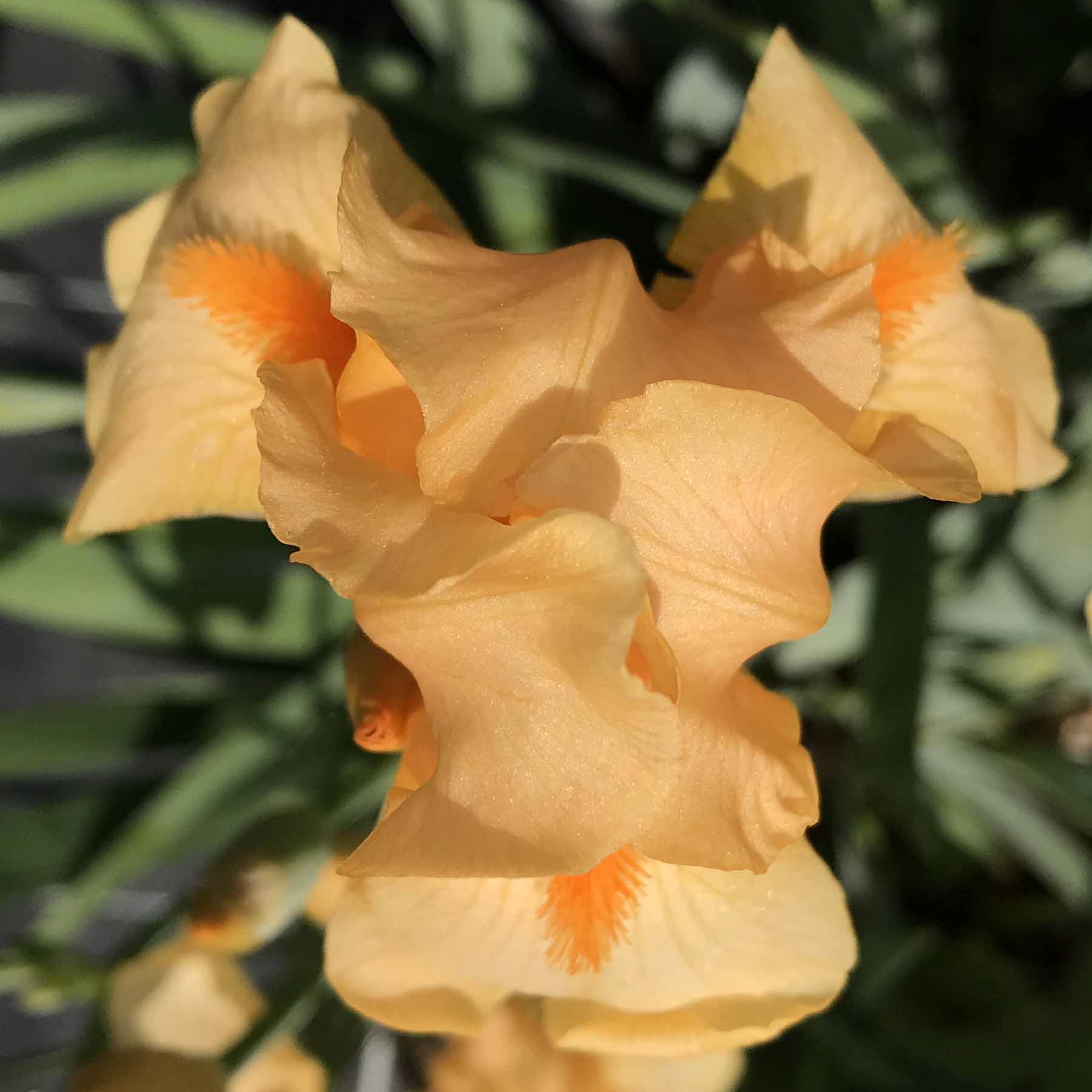 ORANGE STARLET (MTB tetraploid).jpg